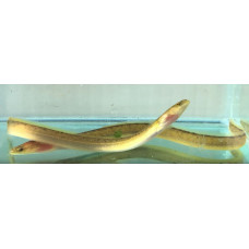 Short-finned eel