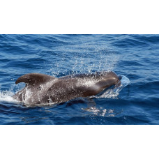 Short-finned pilot whale