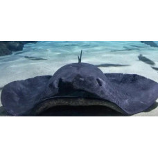 Short-tail stingray Short-tail stingray