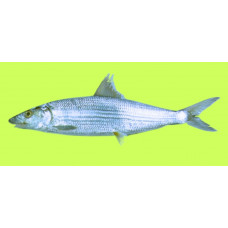 Shortjaw bonefish