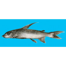 Shovelnose sea catfish