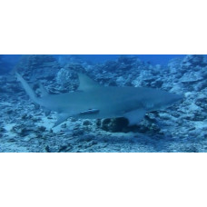 Sicklefin lemon shark