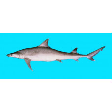 Sicklefin weasel shark