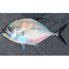 Silvermouth trevally