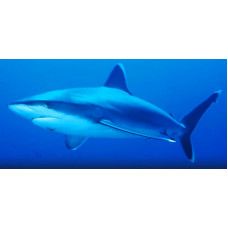 Silvertip shark