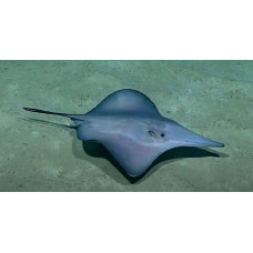 Sixgill stingray