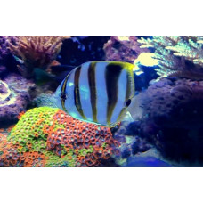 Sixspine butterflyfish