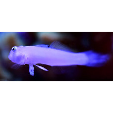 Sixspot goby