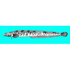 Slender eelblenny