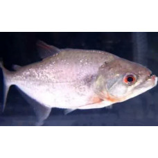 Slender piranha