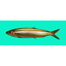 Slender rainbow sardine