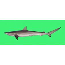 Sliteye shark