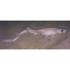 Small-spotted catshark
