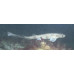 Small-spotted catshark