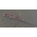 Small-spotted catshark