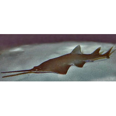 Smalltooth sawfish