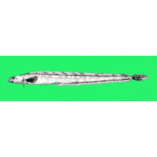 Snakeblenny