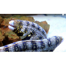 Snowflake moray