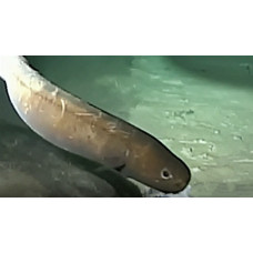 Snubnosed eel
