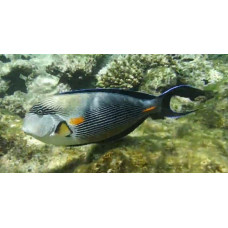 Sohal surgeonfish