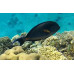 Sohal surgeonfish