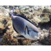 Sohal surgeonfish