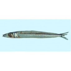 Southern herring smelt