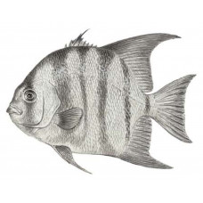 Spadefish; Atlantic Spadefish