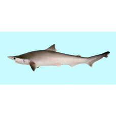 Spadenose shark