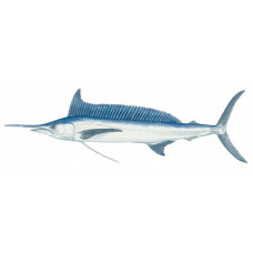 Spearfish, Longbill