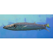 Japanese barracuda