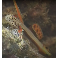 Spikefin goby