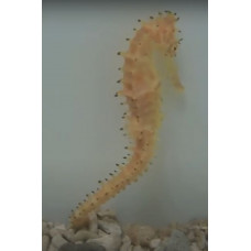 Spiny seahorse