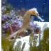 Spiny seahorse