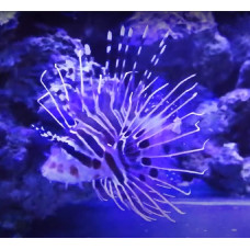 Spotfin lionfish