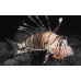 Spotfin lionfish