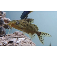 Spotted catfish