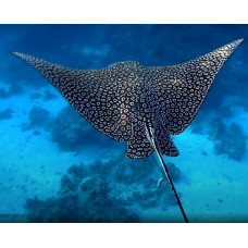 Spotted eagle ray