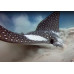 Spotted eagle ray