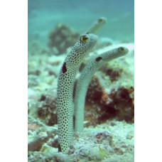 Spotted garden eel