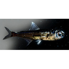 Spotted lanternfish
