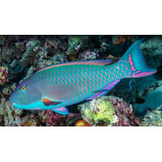 Spotted parrotfish