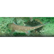 Spotted ratfish