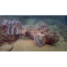 Spotted scorpionfish