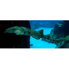 Spotted wobbegong