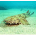 Spotted wobbegong