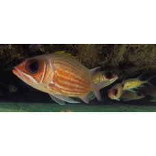 Squirrelfish