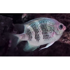 Staghorn damselfish