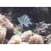 Staghorn damselfish