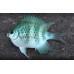 Staghorn damselfish